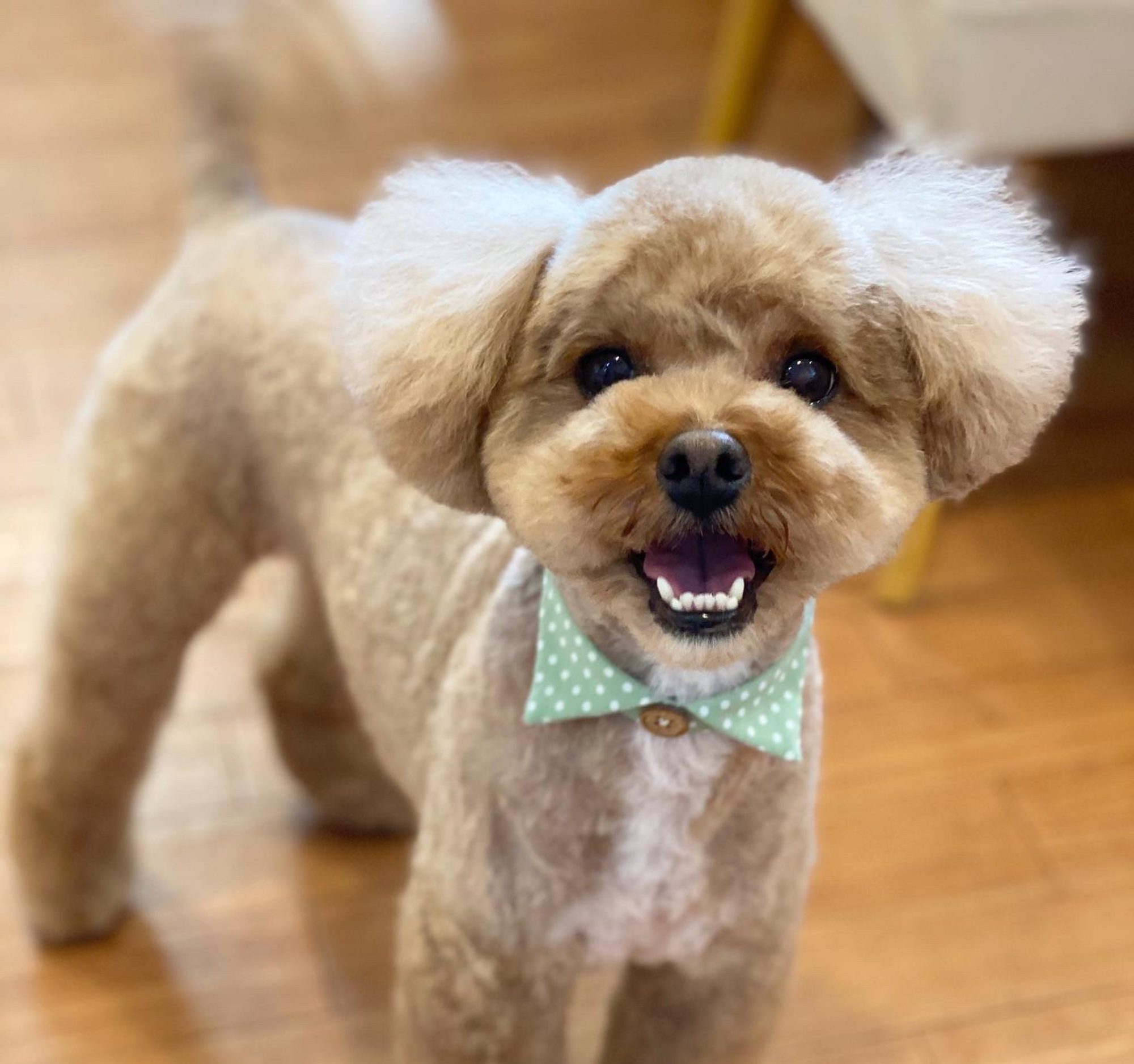 ドッグサロンはっぱ