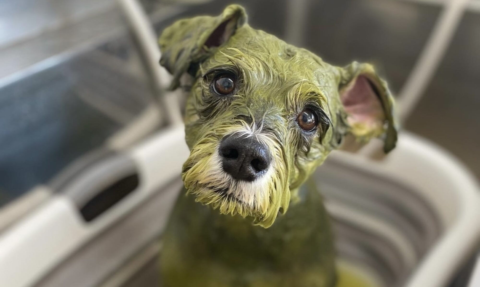 ドッグサロンはっぱ